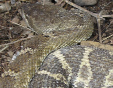 Northern Pacific Rattlesnake